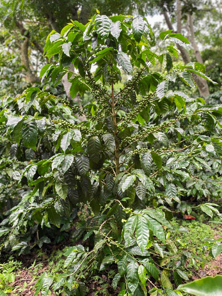 EL SALVADOR | FINCA NORUEGA CM NATURAL | LIGHT ROAST