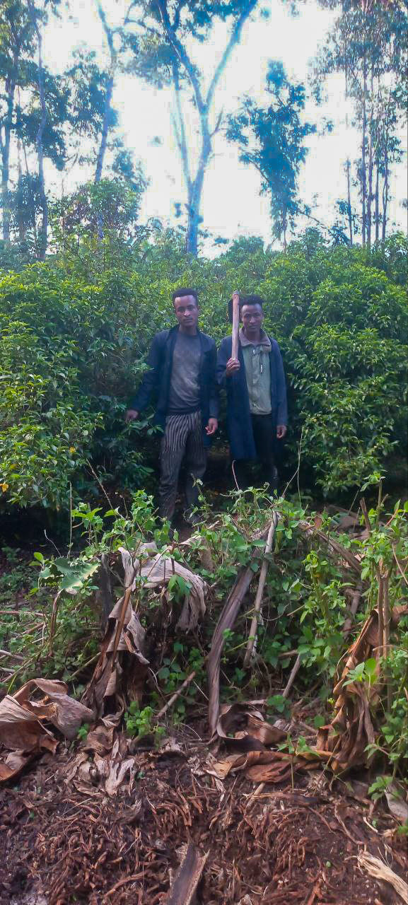 ETHIOPIA | MR. BEKELE GEMEDA WASHED | LIGHT ROAST