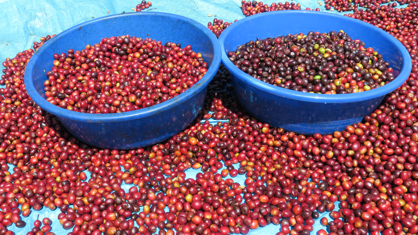 ETHIOPIA | GUJI SIKO LOT #2 WASHED | MEDIUM ROAST