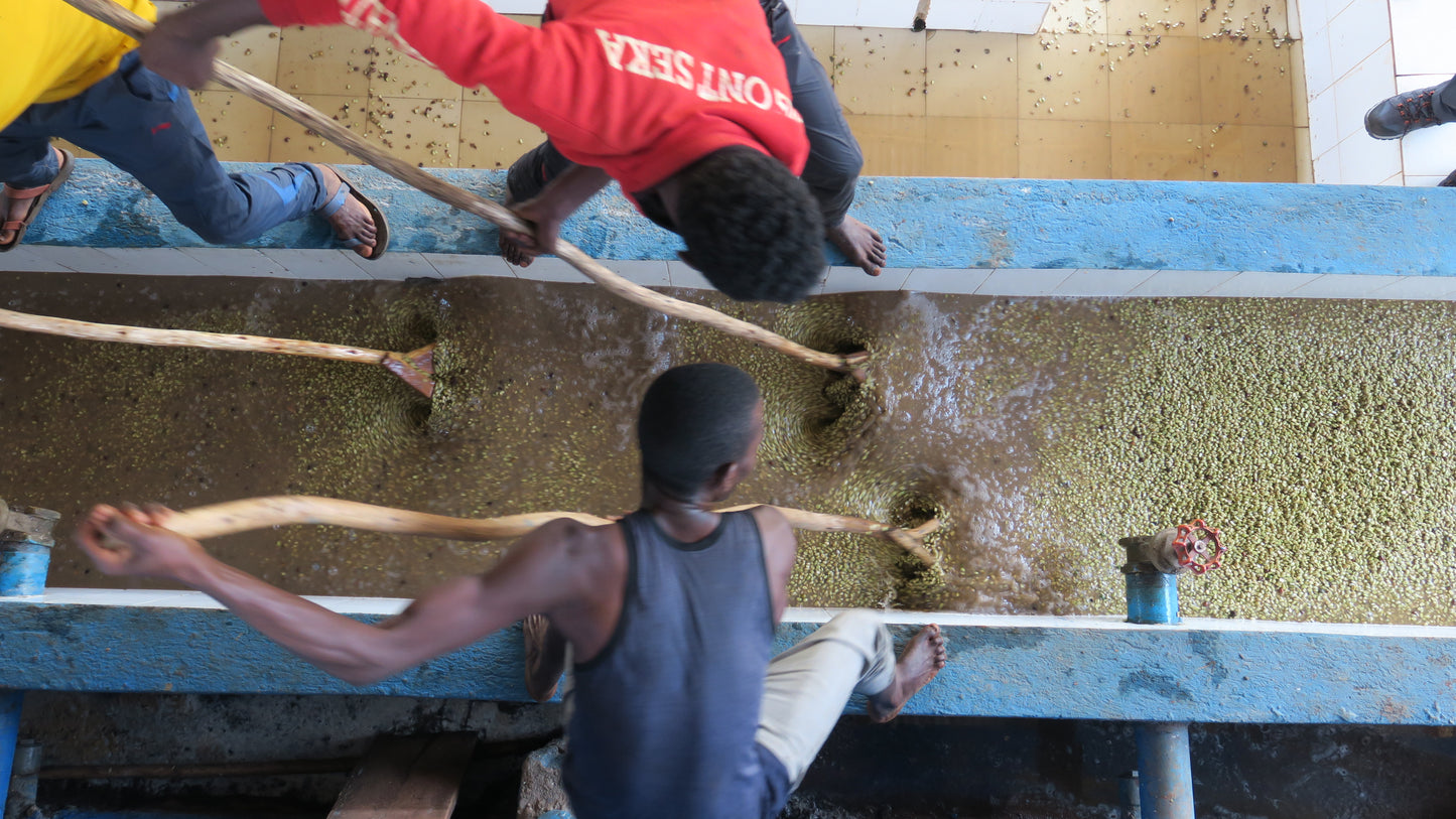 ETHIOPIA | GUJI SIKO LOT #2 WASHED | MEDIUM ROAST