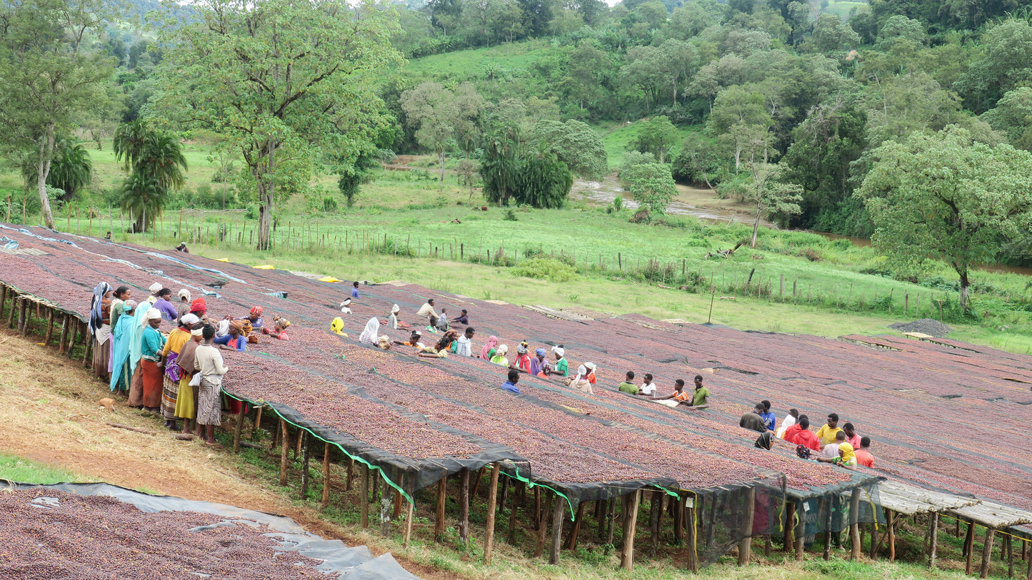 ETHIOPIA | GUJI SIKO LOT #2 WASHED | MEDIUM ROAST