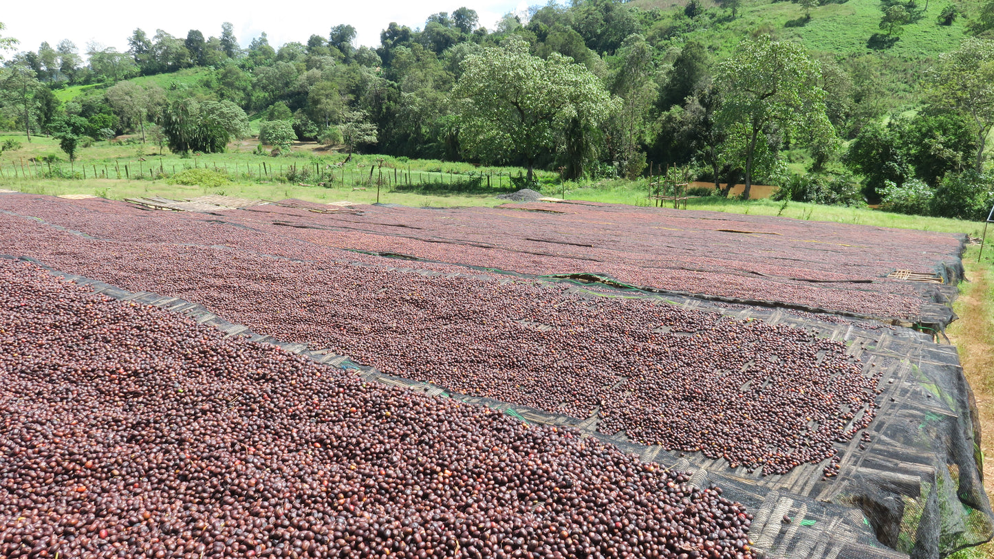 ETHIOPIA | GUJI SIKO LOT #2 WASHED | MEDIUM ROAST