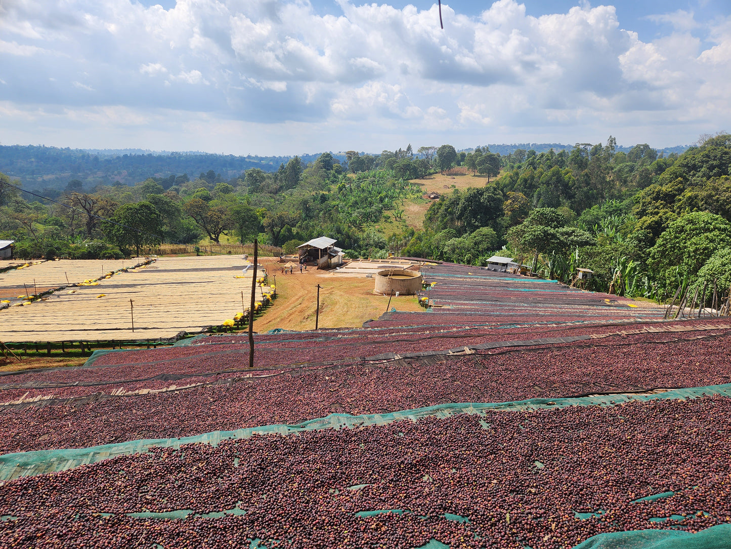 ETHIOPIA | URAGA WINE PROCESS | LIGHT ROAST