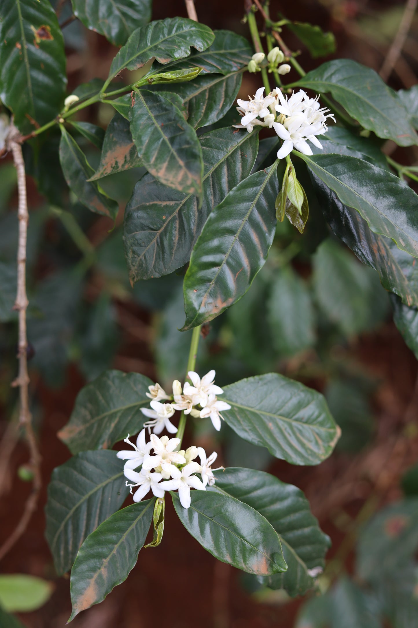KENYA | MAGUTA CM NATURAL | LIGHT ROAST