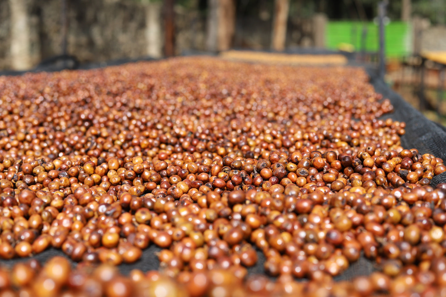 KENYA | MAGUTA CM NATURAL | LIGHT ROAST