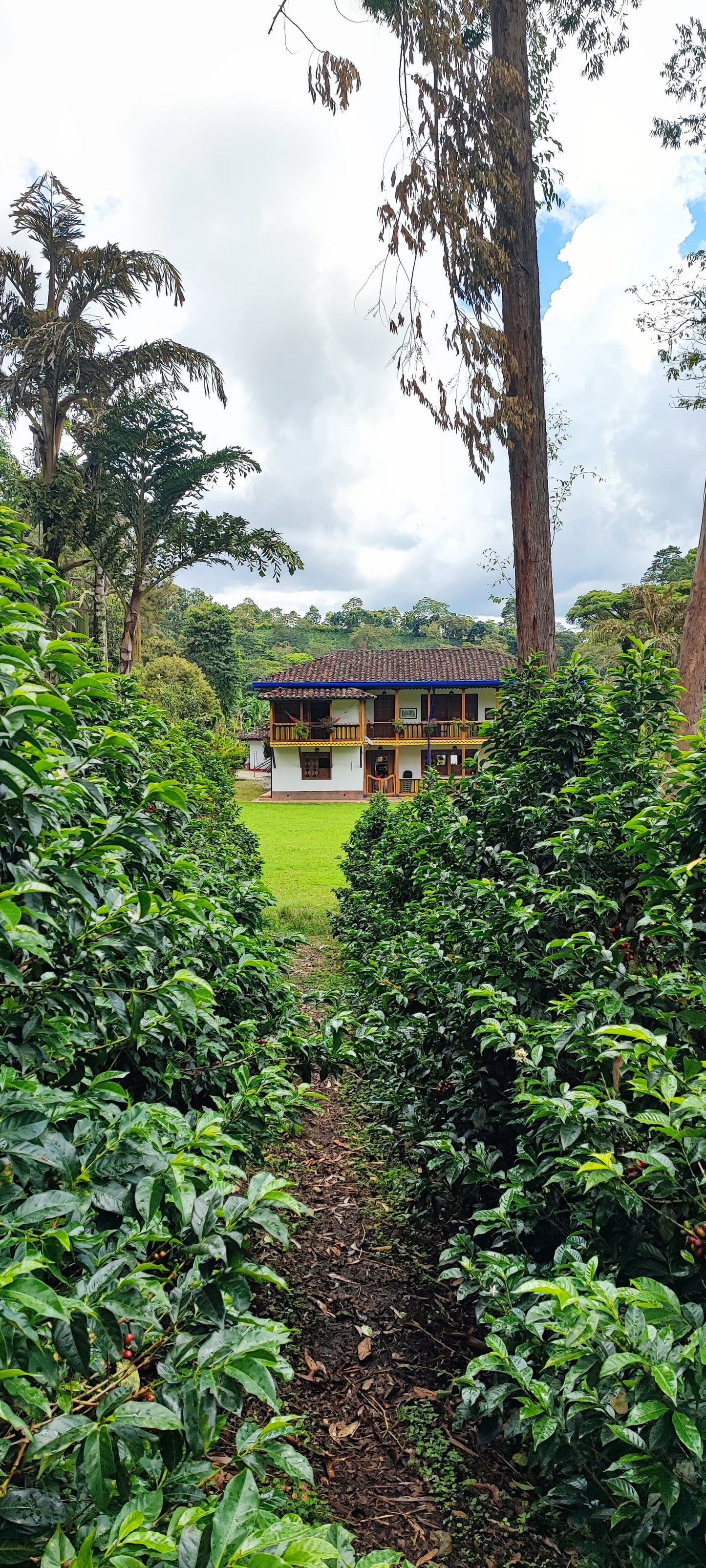 COLOMBIA | FINCA POTOSI CGLE NATURAL | LIGHT ROAST