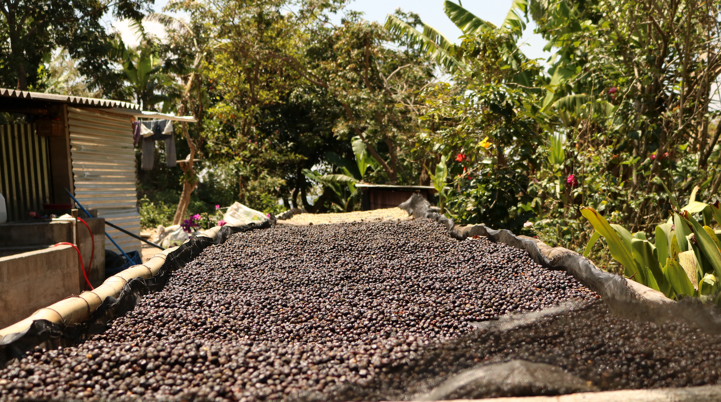 EL SALVADOR | LOS CHELAZOS NATURAL | MEDIUM ROAST