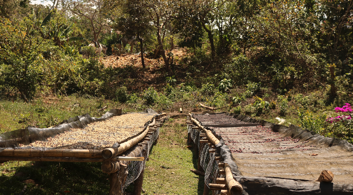 EL SALVADOR | LOS CHELAZOS NATURAL | MEDIUM ROAST