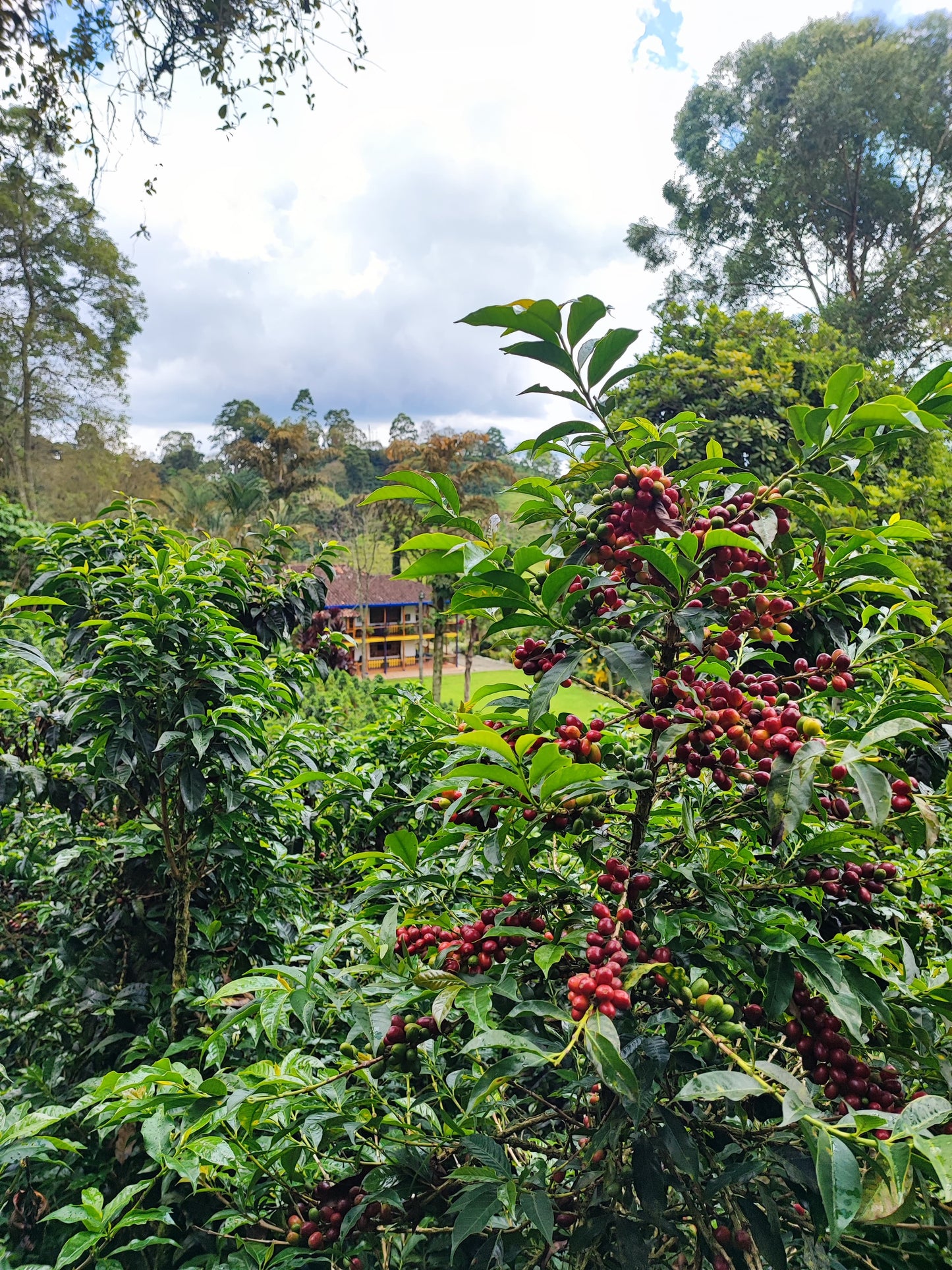 COLOMBIA | LAS MARGARITAS CGLE WASHED | LIGHT ROAST