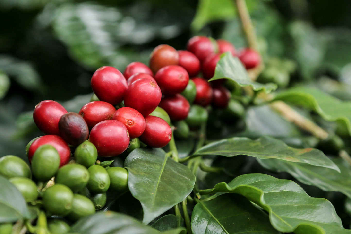 COLOMBIA | TRES DRAGONES NATURAL | LIGHT ROAST