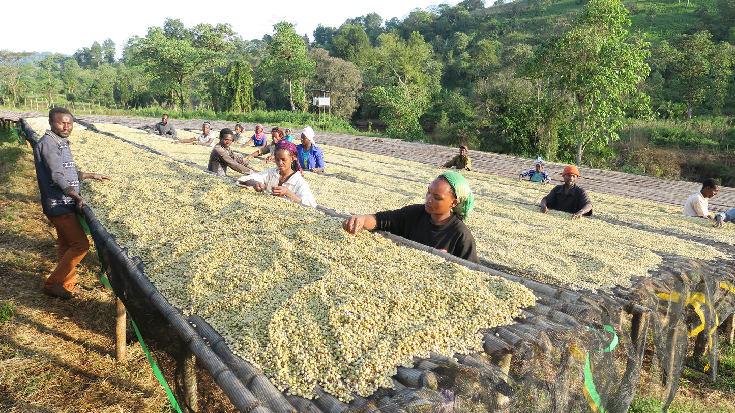 SEASONAL BLEND | ETHIOPIAN SUNRISE