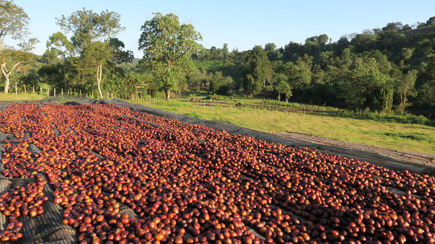 SEASONAL BLEND | ETHIOPIAN SUNRISE