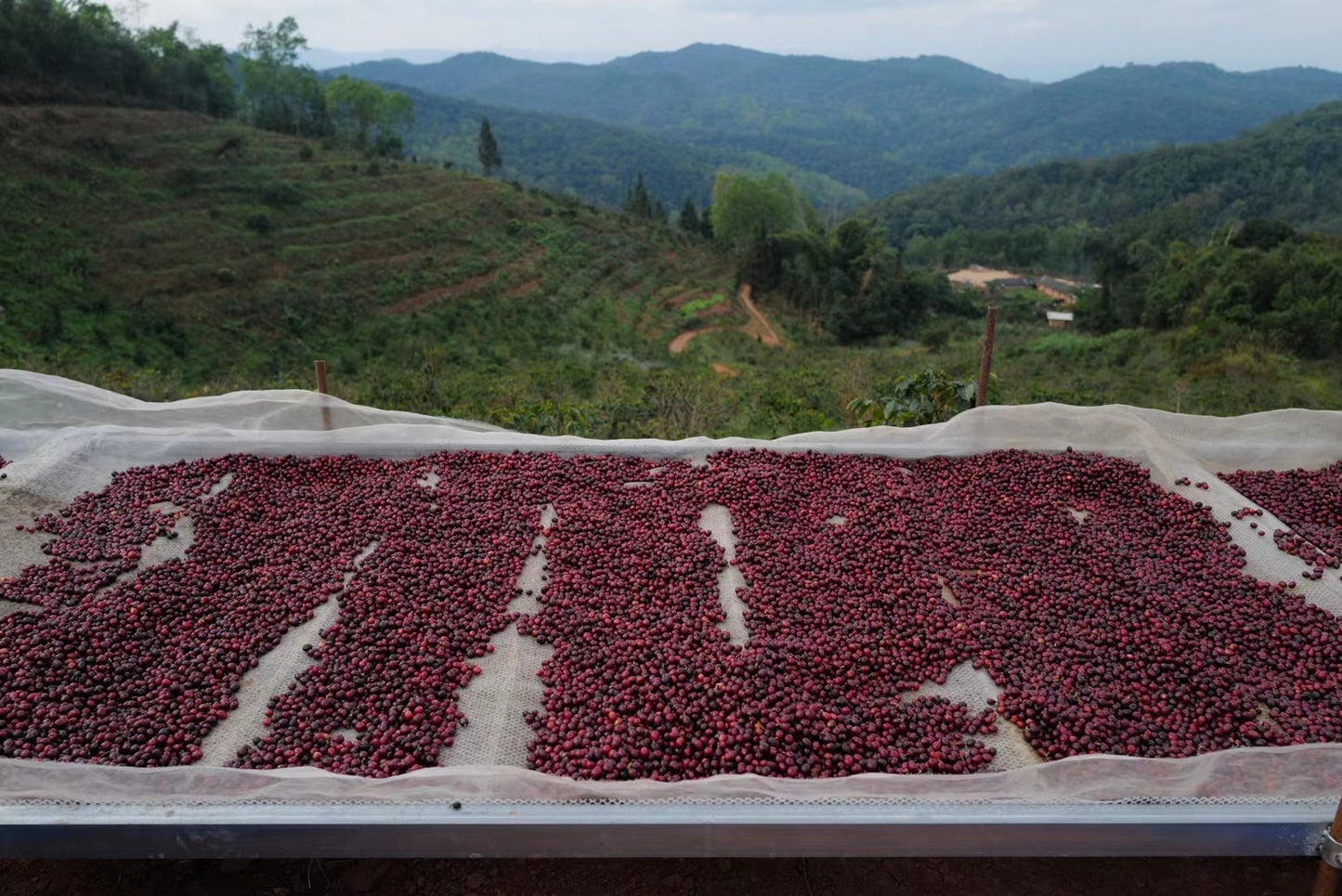 CHINA | BAOSHAN WASHED | MEDIUM ROAST