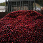 CHINA | BAOSHAN WASHED | MEDIUM ROAST