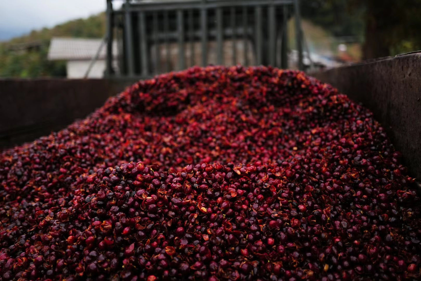 CHINA | BAOSHAN WASHED | MEDIUM ROAST