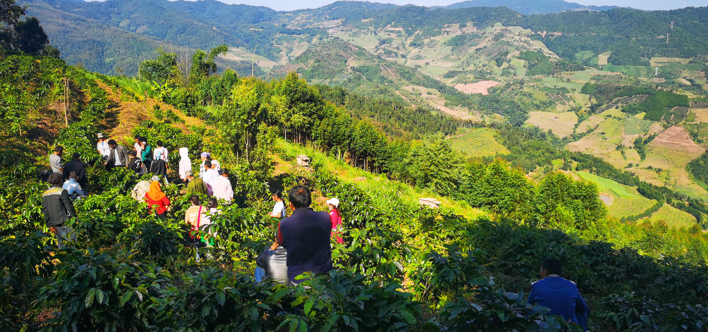 CHINA | MIGU ESTATE ANAEROBIC NATURAL | LIGHT ROAST