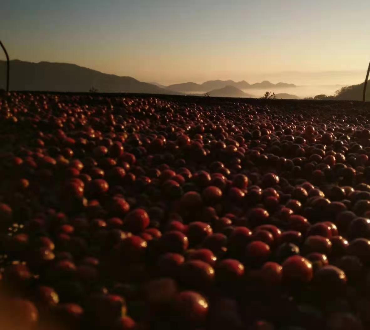 CHINA | MIGU ESTATE ANAEROBIC NATURAL | LIGHT ROAST