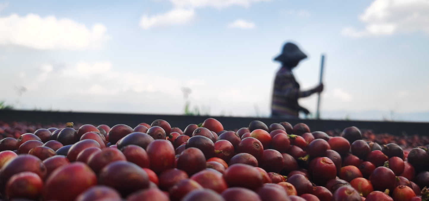 CHINA | MIGU ESTATE ANAEROBIC NATURAL | LIGHT ROAST