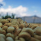 CHINA | MIGU ESTATE ANAEROBIC NATURAL | LIGHT ROAST