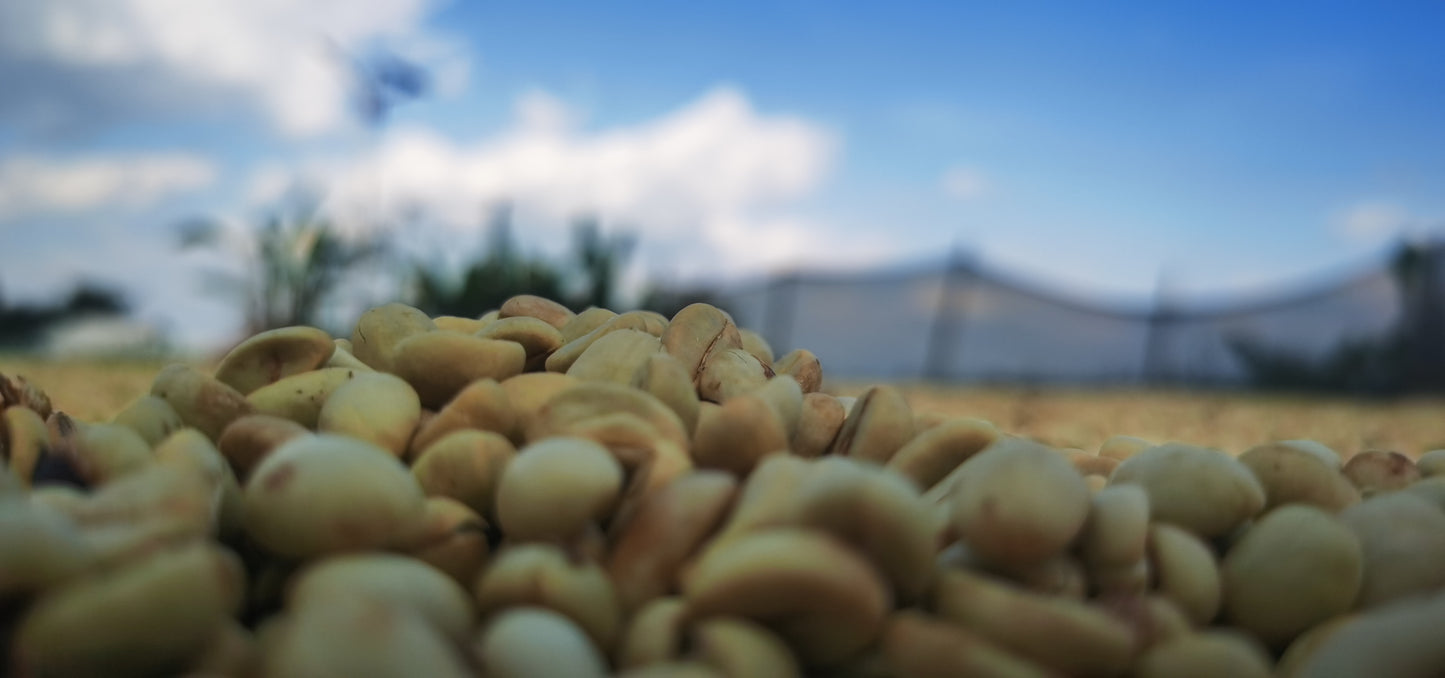 CHINA | MIGU ESTATE ANAEROBIC NATURAL | LIGHT ROAST