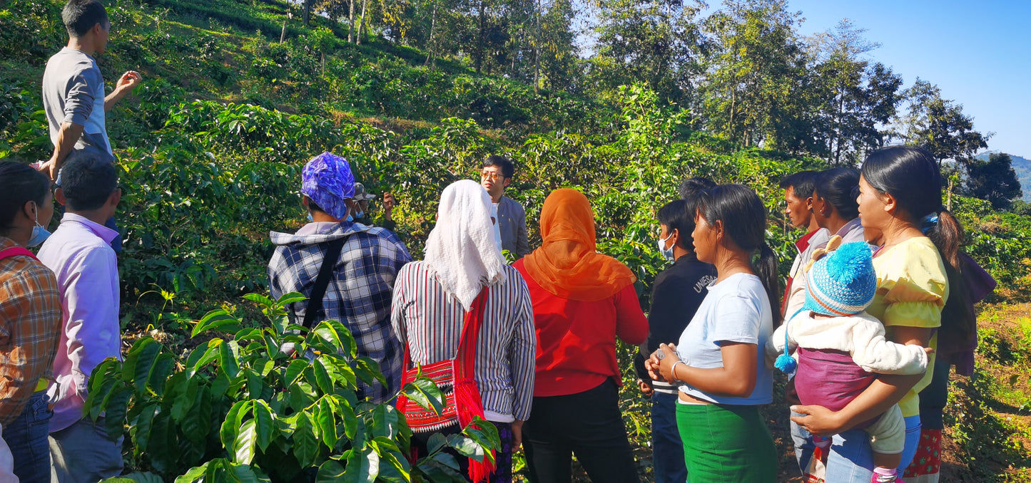 CHINA | MIGU ESTATE ANAEROBIC NATURAL | LIGHT ROAST