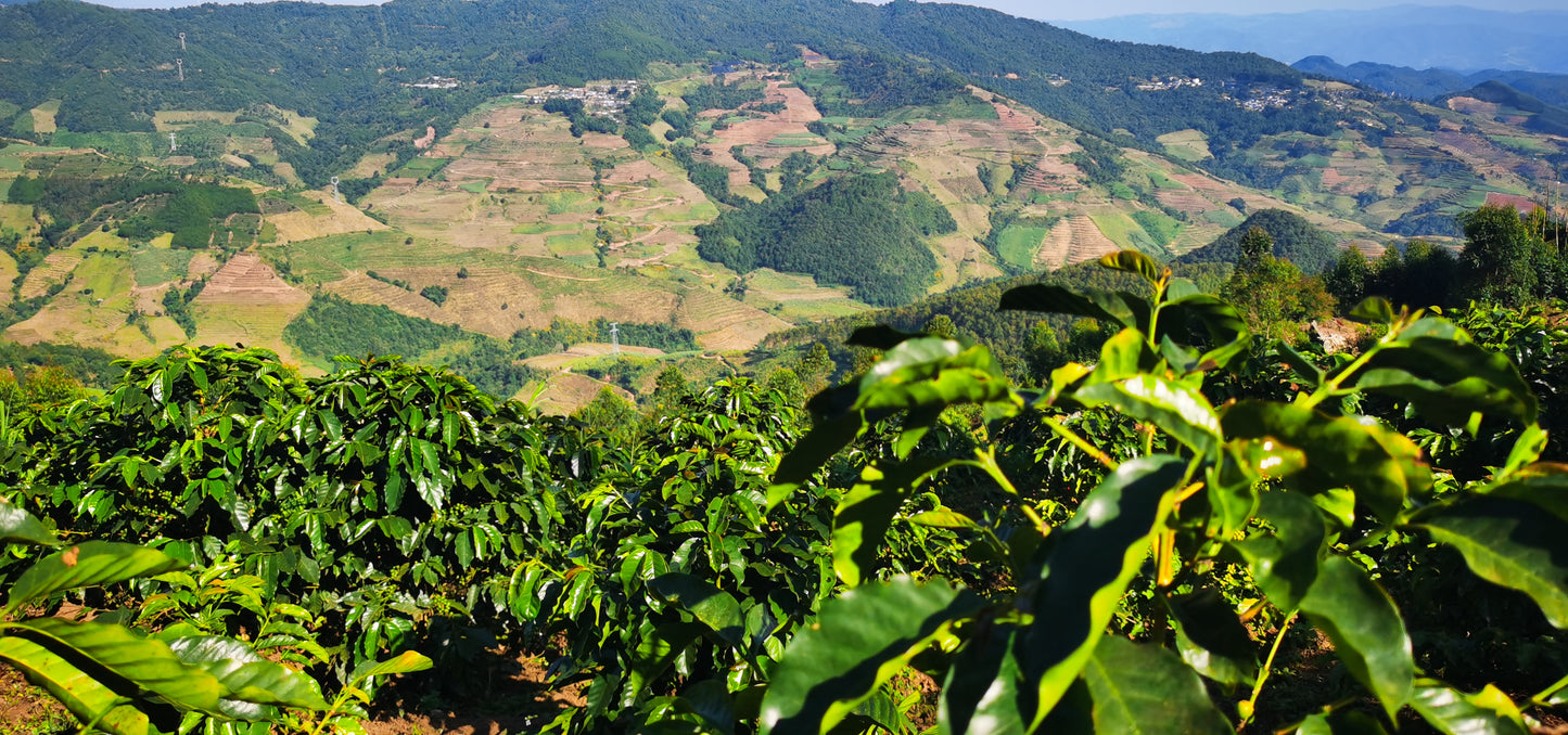 CHINA | MIGU ESTATE ANAEROBIC NATURAL | LIGHT ROAST