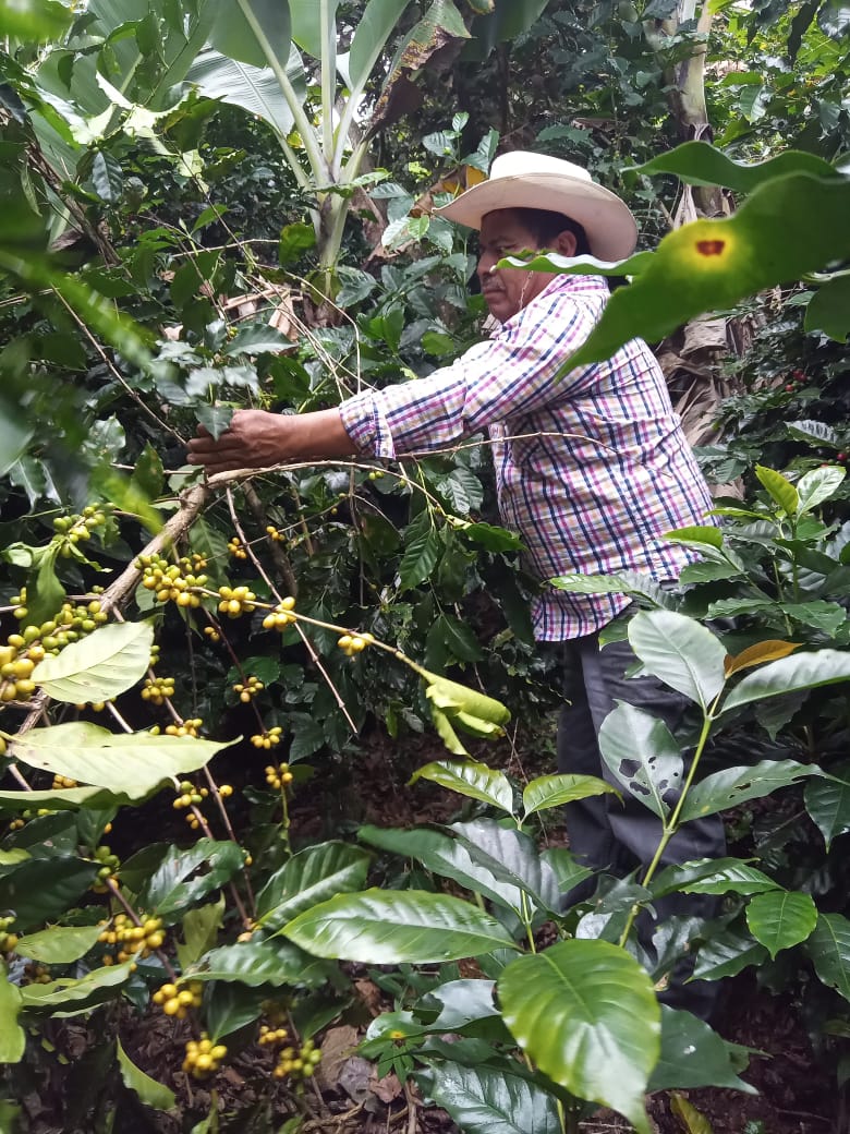 MEXICO | EL PLATANAR WASHED | MEDIUM ROAST