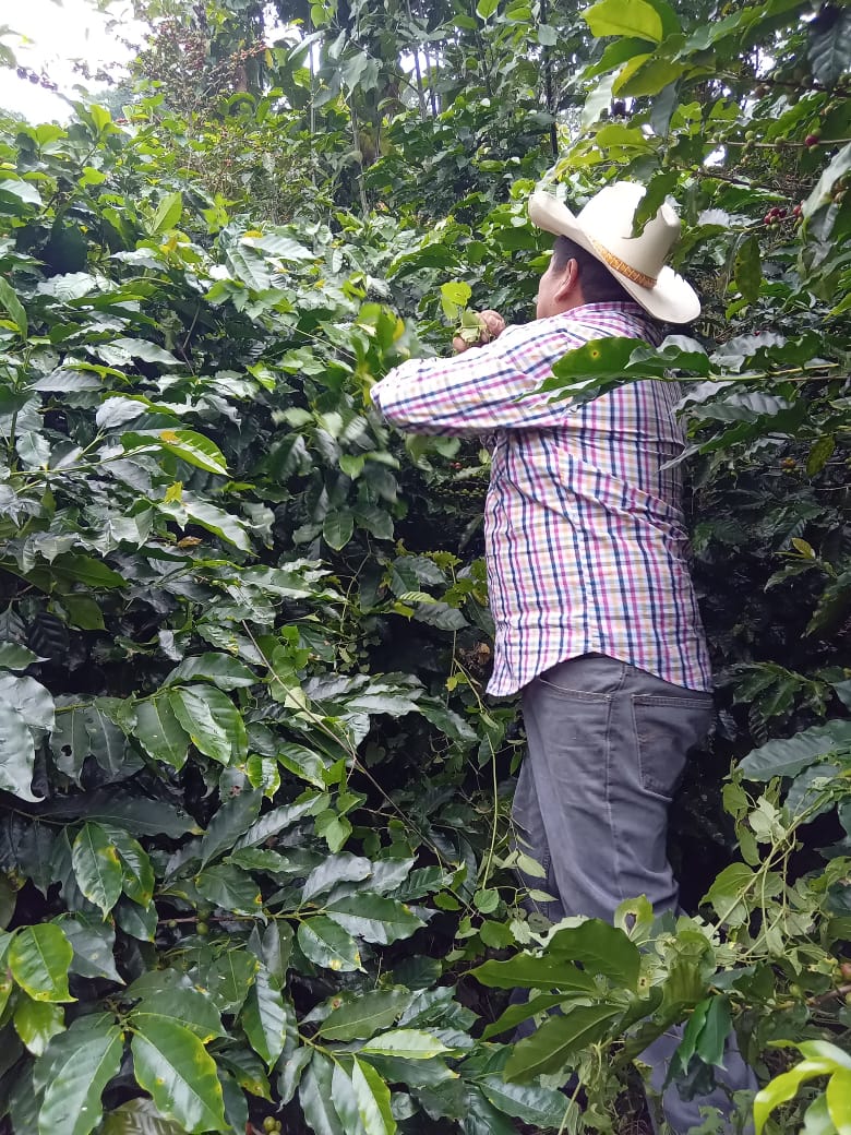 MEXICO | EL PLATANAR WASHED | MEDIUM ROAST