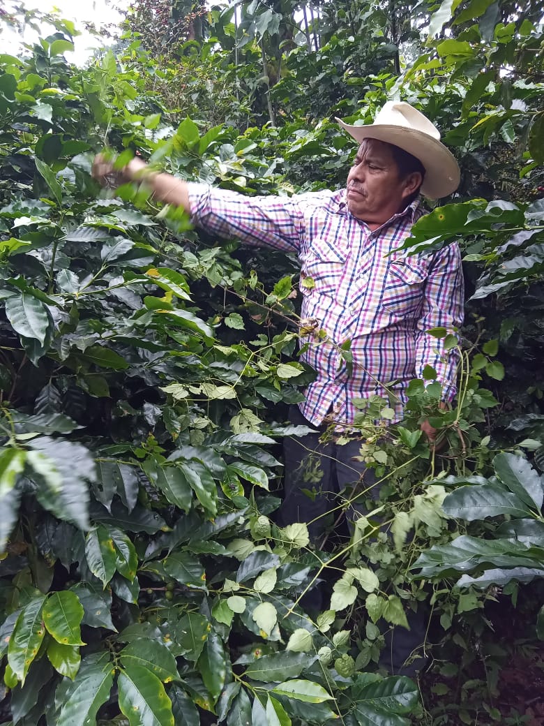 MEXICO | EL PLATANAR WASHED | MEDIUM ROAST