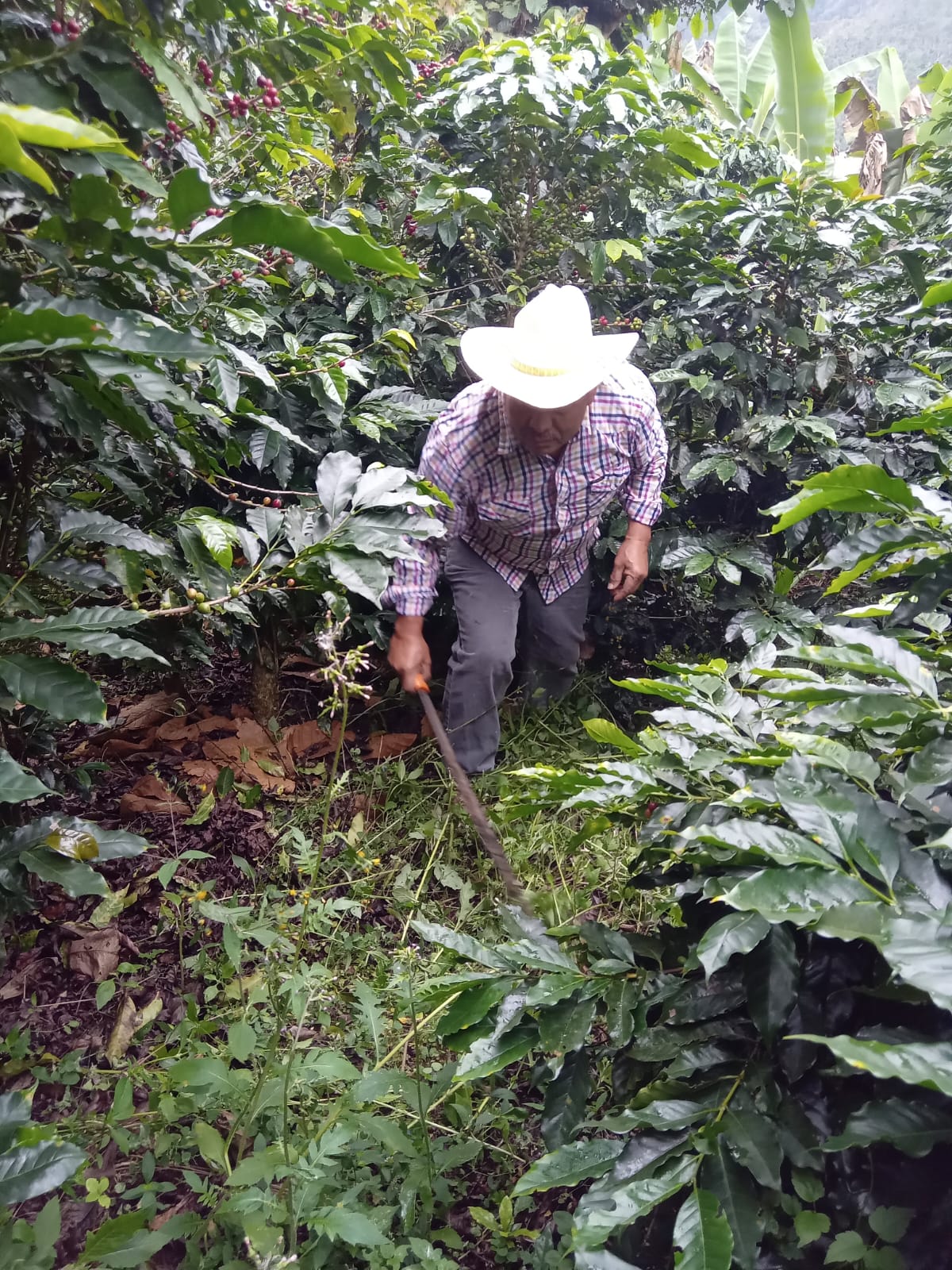 MEXICO | EL PLATANAR WASHED | MEDIUM ROAST