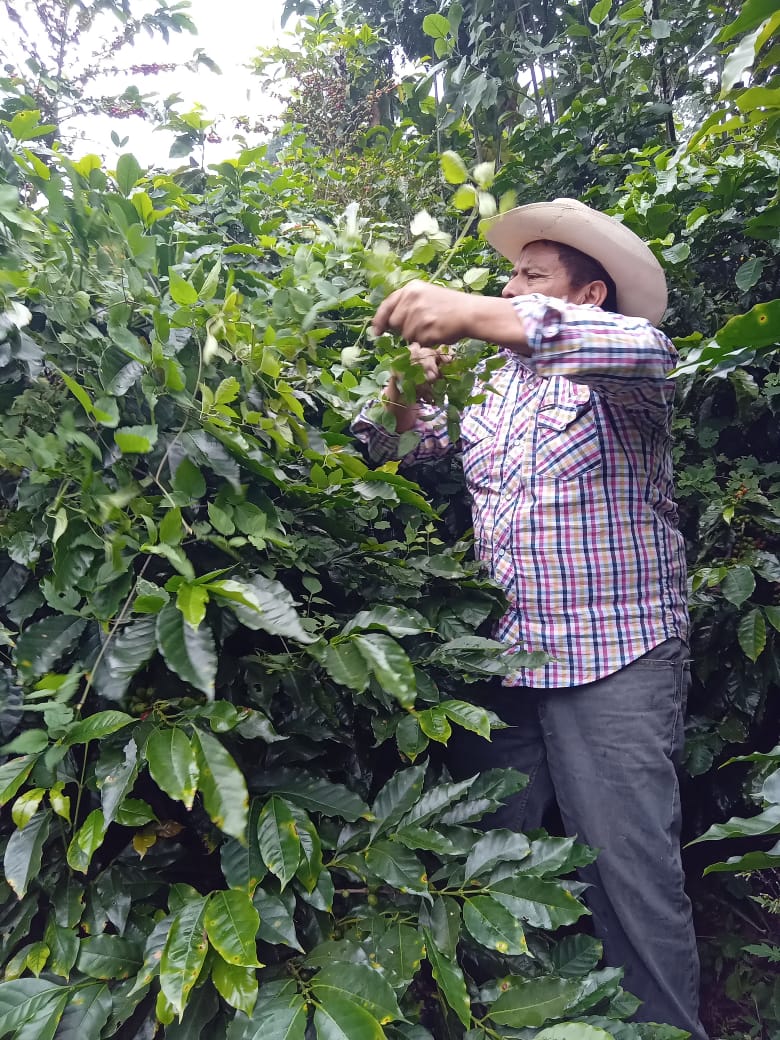 MEXICO | EL PLATANAR WASHED | MEDIUM ROAST