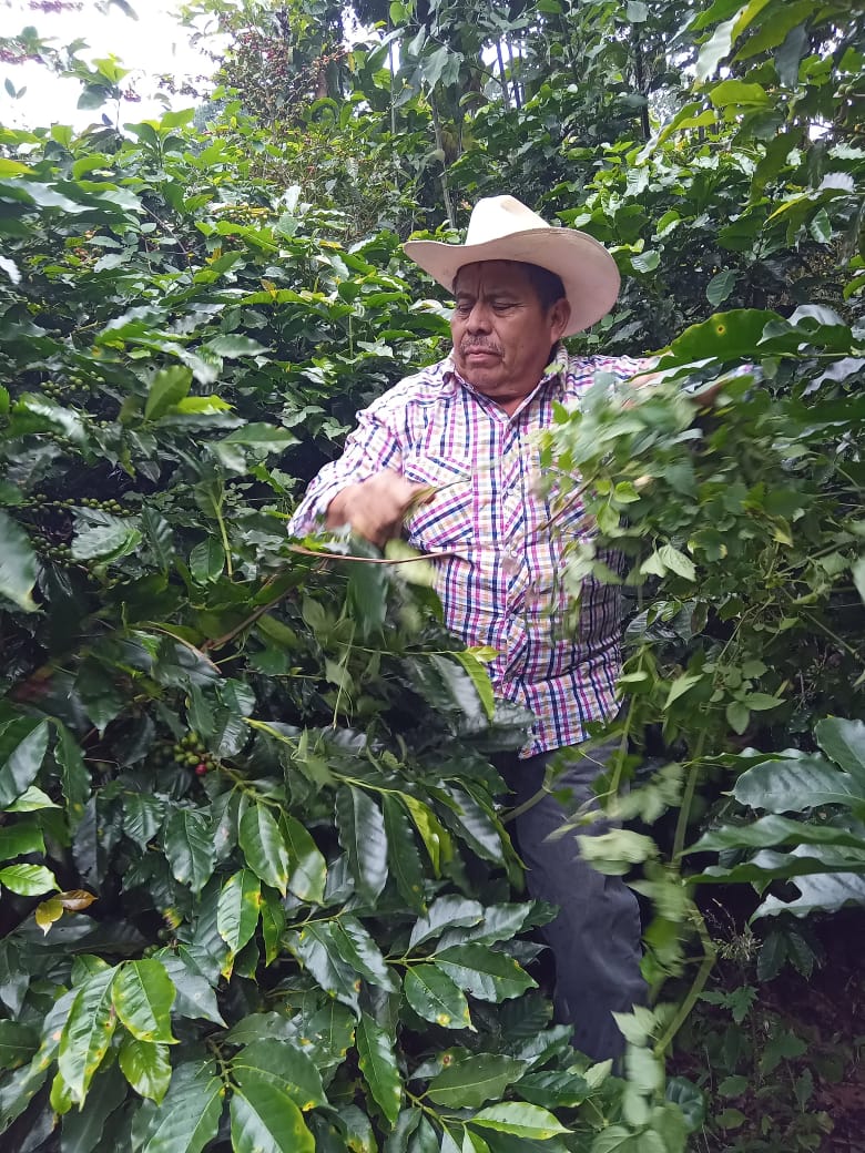 MEXICO | EL PLATANAR WASHED | MEDIUM ROAST