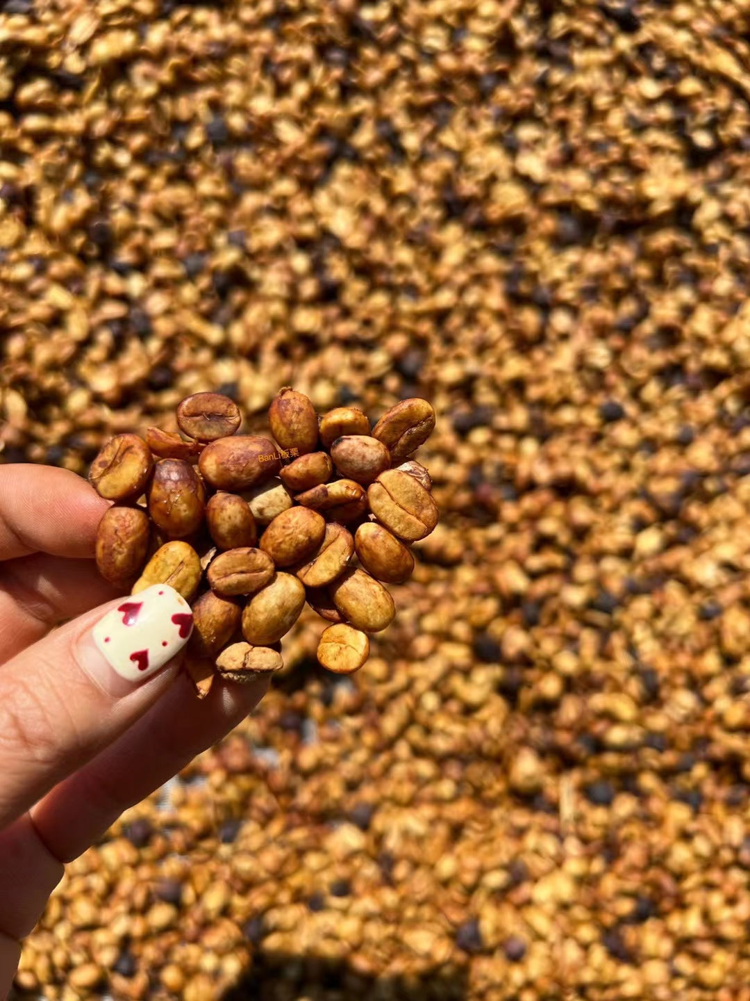 CHINA | MIGU ESTATE ANAEROBIC NATURAL | LIGHT ROAST