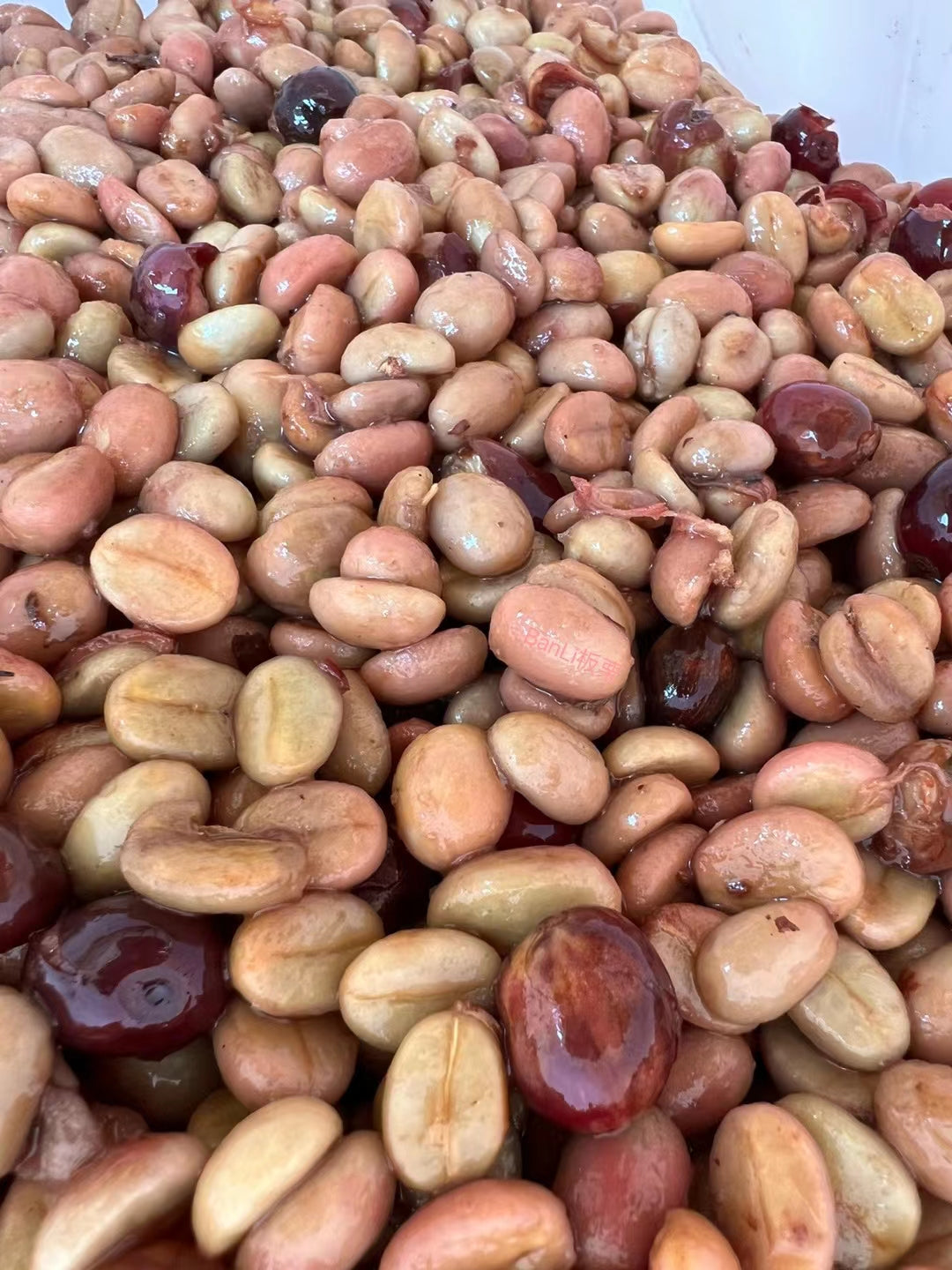 CHINA | MIGU ESTATE ANAEROBIC NATURAL | LIGHT ROAST