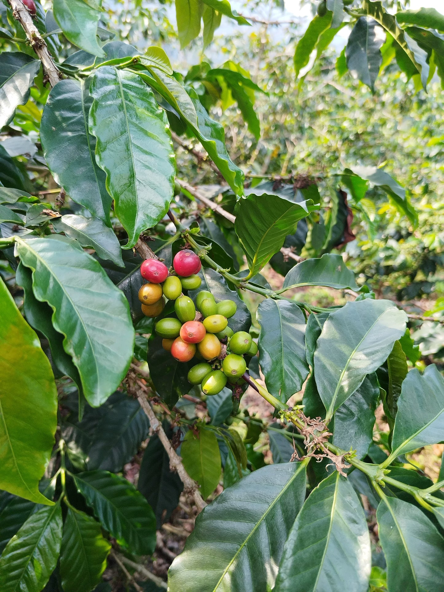 COLOMBIA | LA MARIA NATURAL | LIGHT ROAST