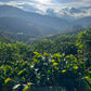 COLOMBIA | BUENOS AIRES NATURAL | LIGHT ROAST