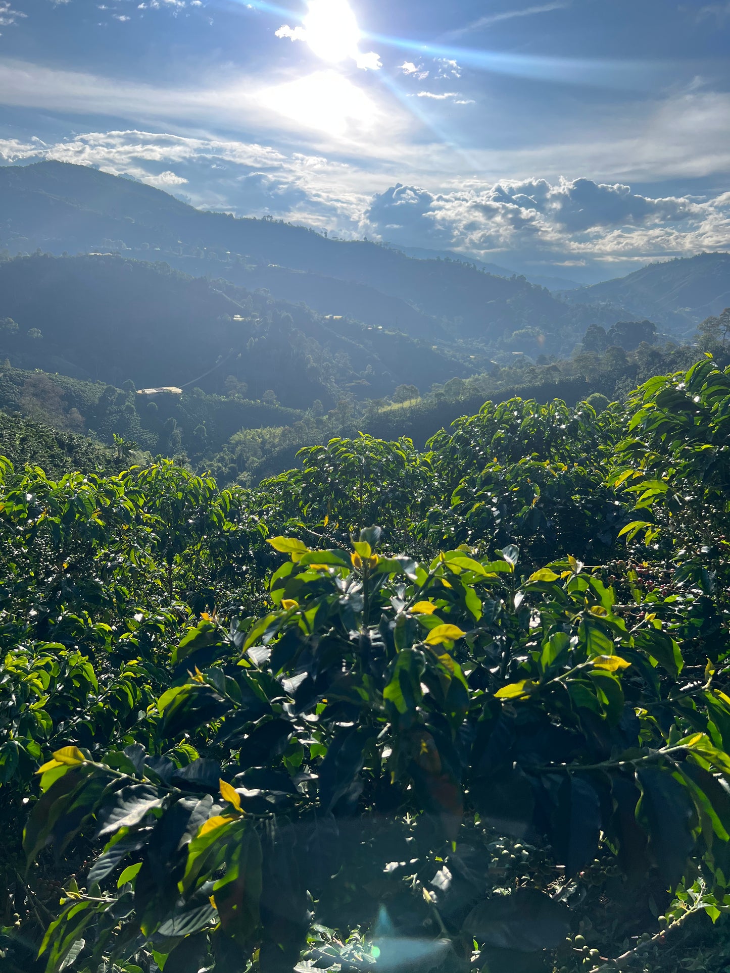 COLOMBIA | BUENOS AIRES NATURAL | LIGHT ROAST