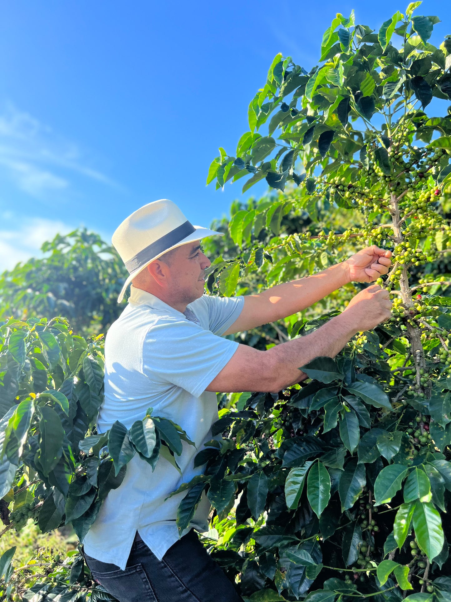 COLOMBIA | BUENOS AIRES NATURAL | LIGHT ROAST