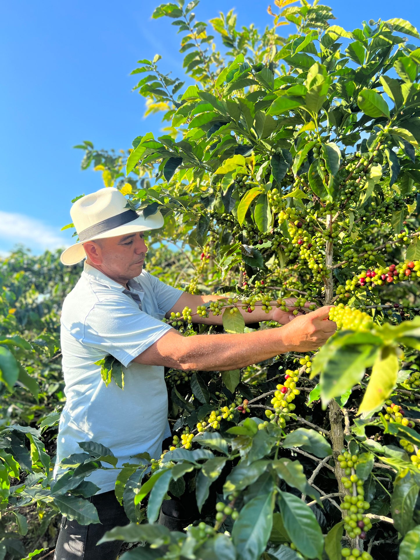 COLOMBIA | BUENOS AIRES NATURAL | LIGHT ROAST