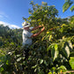 COLOMBIA | BUENOS AIRES NATURAL | LIGHT ROAST