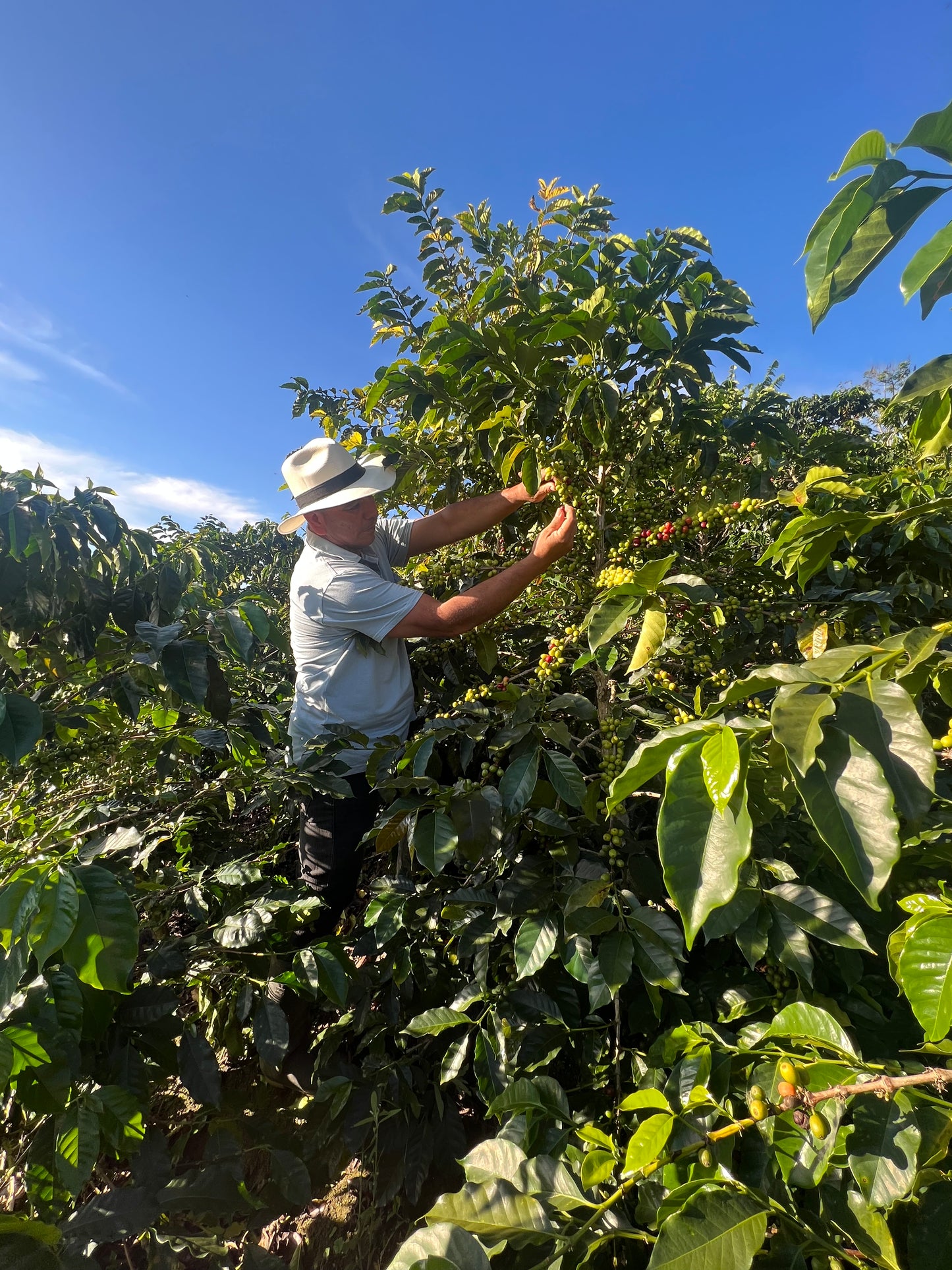 COLOMBIA | BUENOS AIRES NATURAL | LIGHT ROAST