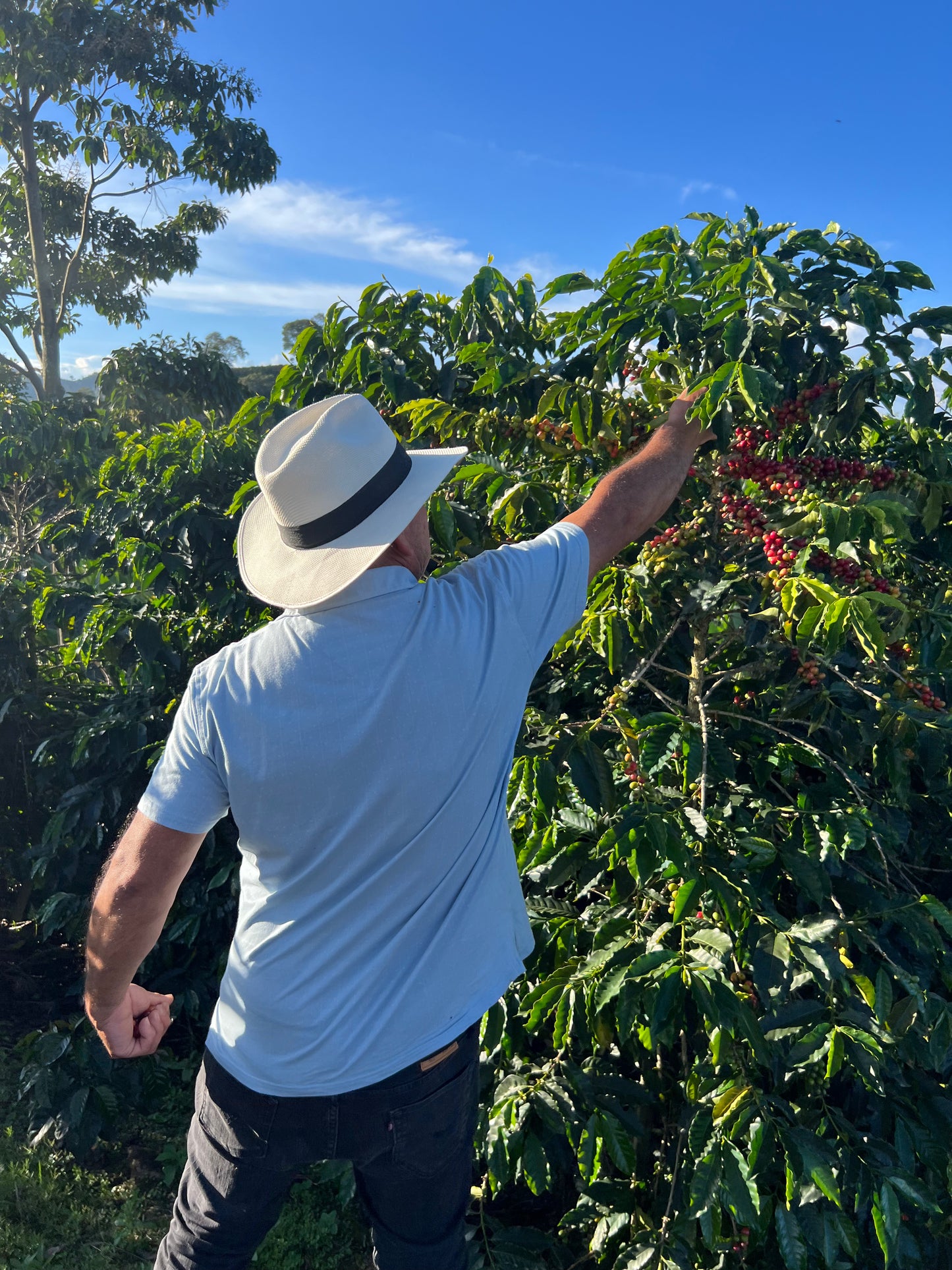COLOMBIA | BUENOS AIRES NATURAL | LIGHT ROAST