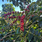 COLOMBIA | BUENOS AIRES NATURAL | LIGHT ROAST