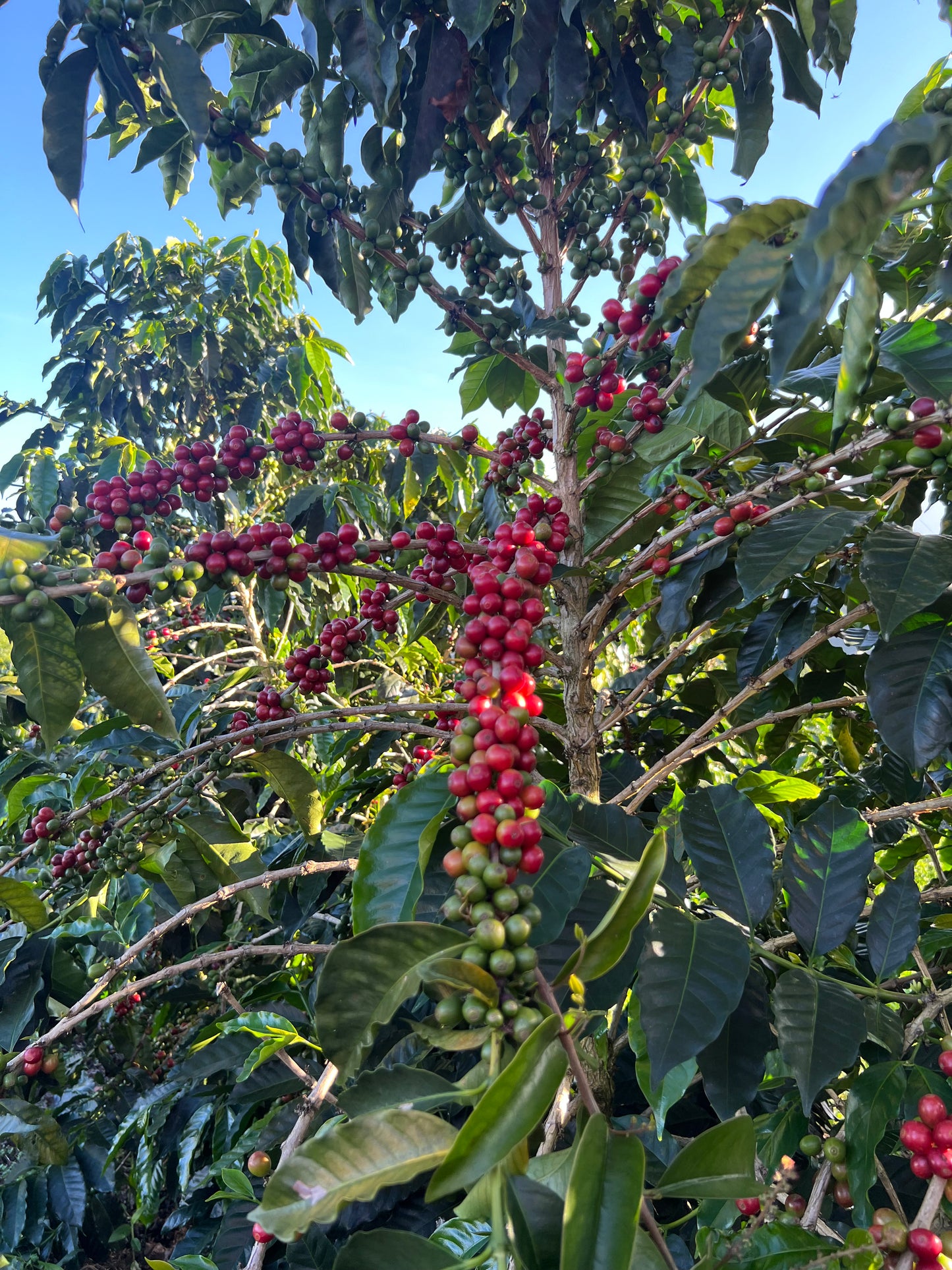 COLOMBIA | BUENOS AIRES NATURAL | LIGHT ROAST