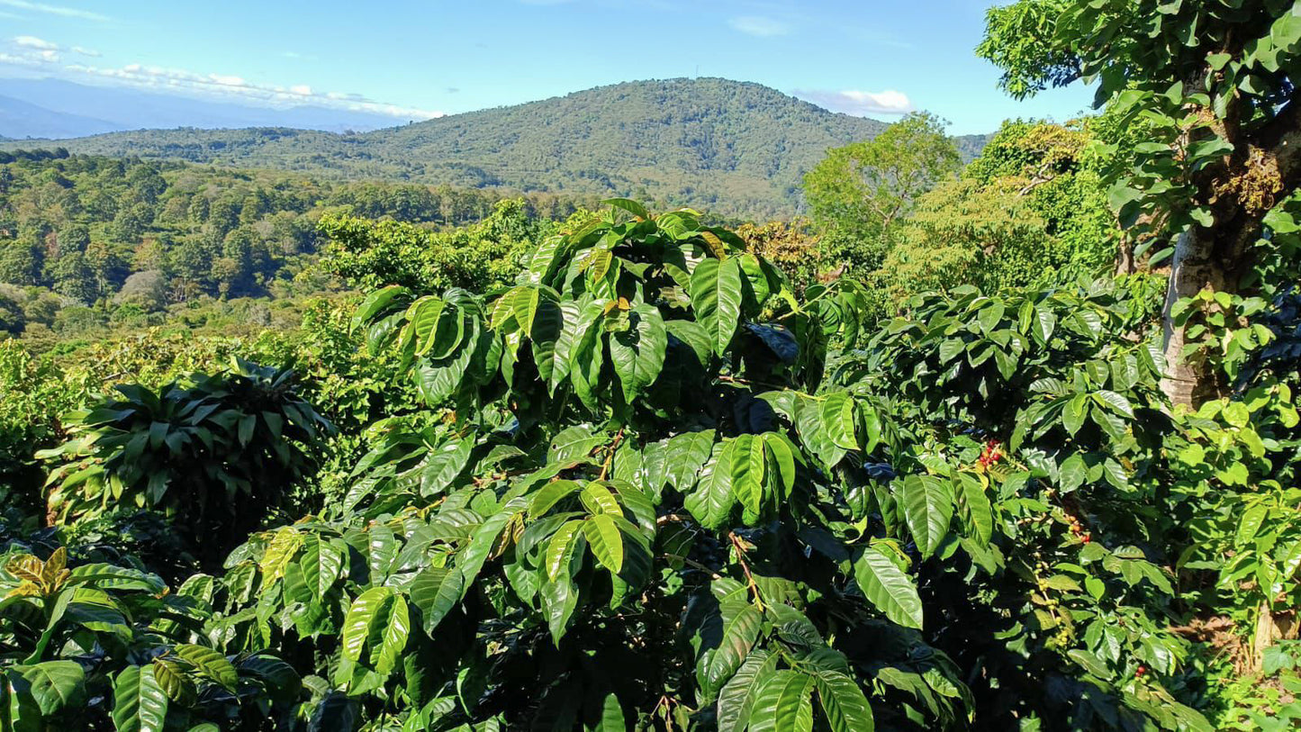 EL SALVADOR | FINCA NORUEGA CM NATURAL | LIGHT ROAST