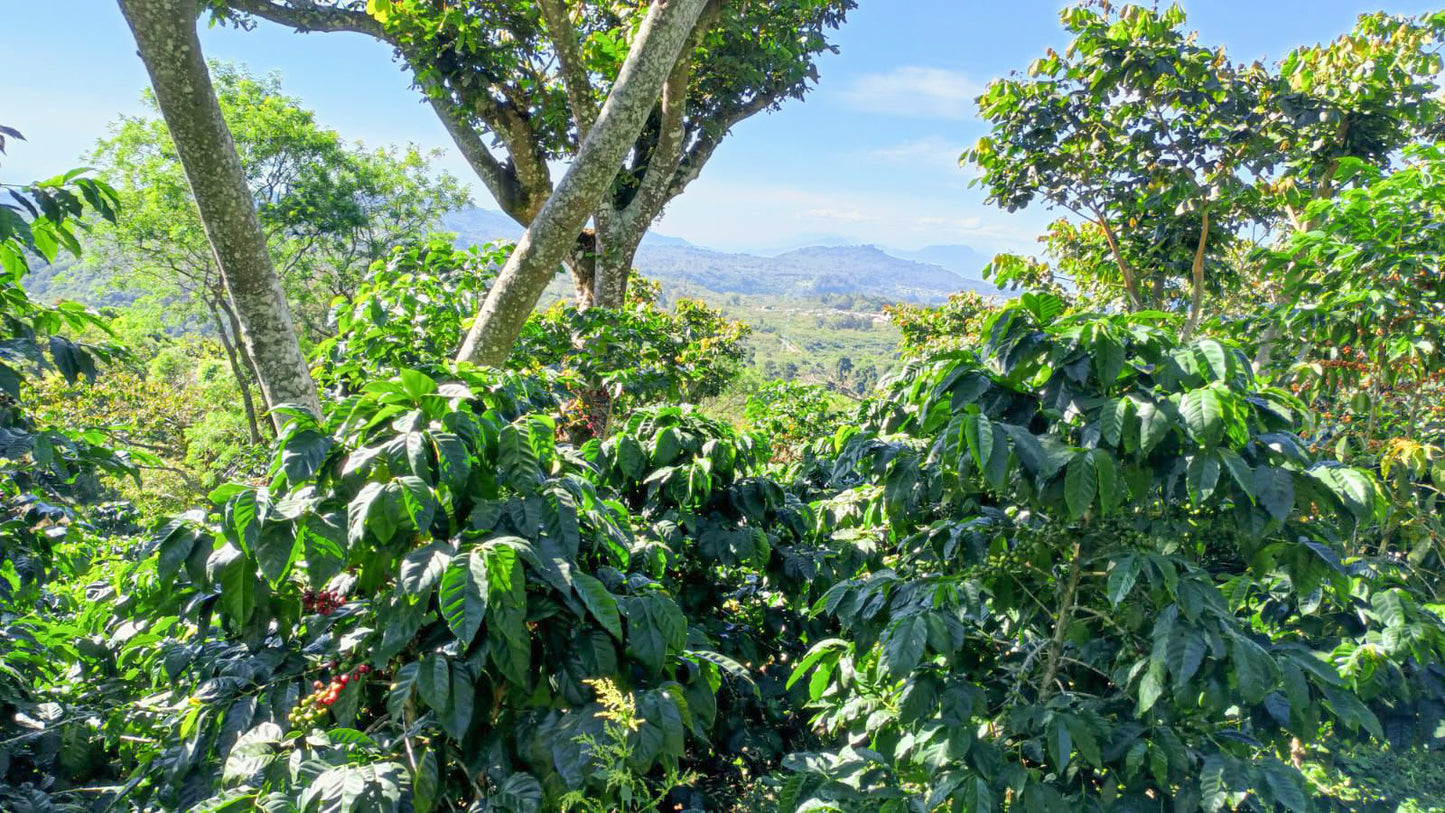 EL SALVADOR | FINCA NORUEGA CM NATURAL | LIGHT ROAST