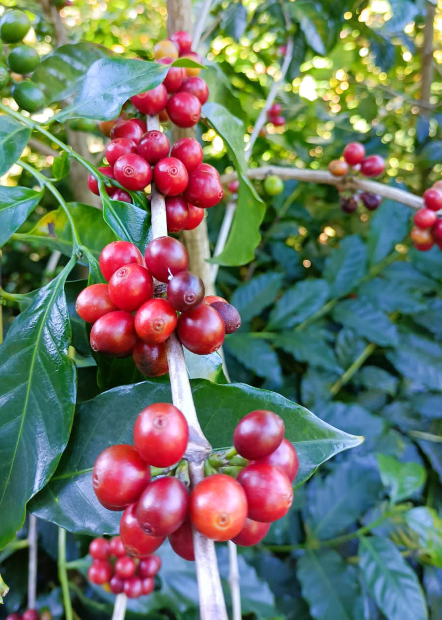 EL SALVADOR | FINCA NORUEGA CM NATURAL | LIGHT ROAST