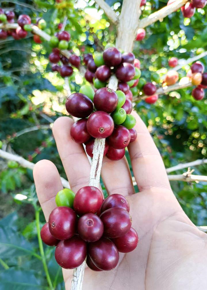 EL SALVADOR | FINCA NORUEGA CM NATURAL | LIGHT ROAST