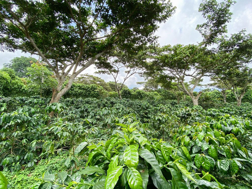 EL SALVADOR | FINCA NORUEGA CM NATURAL | LIGHT ROAST