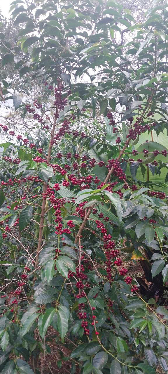 ETHIOPIA | MR. BEKELE GEMEDA WASHED | LIGHT ROAST